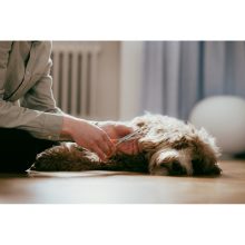 FISKARS Classic hajvágó olló (17 cm)