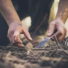 GERBER Asada Micarta zsebkés