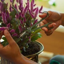 FISKARS Urban Gardening virágolló tárolóval