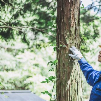 Erdészeti termékek