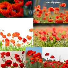 Mag - Magyar búzavirág-pipacs magkeverék