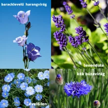 Mag - Magyar Kékvirág magkeverék