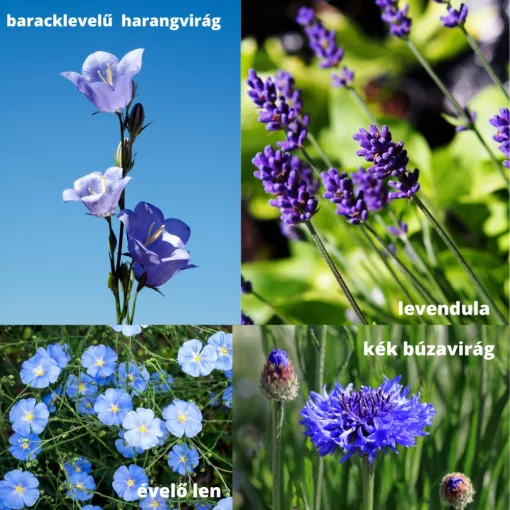 Mag - Magyar Kékvirág magkeverék