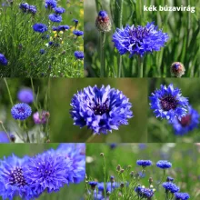 Mag - Magyar Kékvirág magkeverék