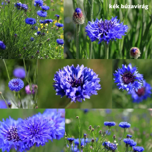 Mag - Magyar Kékvirág magkeverék