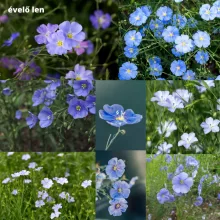 Mag - Magyar Kékvirág magkeverék