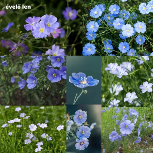 Mag - Magyar Kékvirág magkeverék