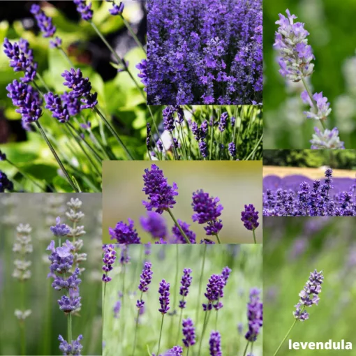 Mag - Magyar Kékvirág magkeverék