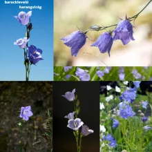 Mag - Magyar Kékvirág magkeverék