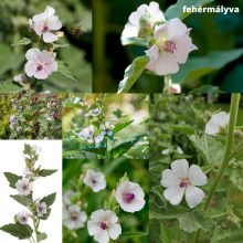 Mag - Magyar Mályva-Mályvarózsa magkeverék