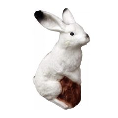 3D - Sarki nyúl - E36A