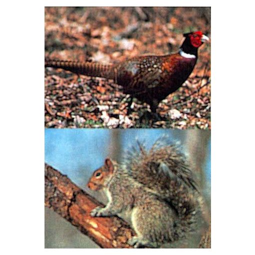 TrueLife - Fácán és Mókus lőlap