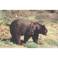 TrueLife - Medve lőlap