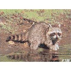 True Life - Raccoon 