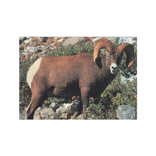 TrueLife - Muflon lőlap