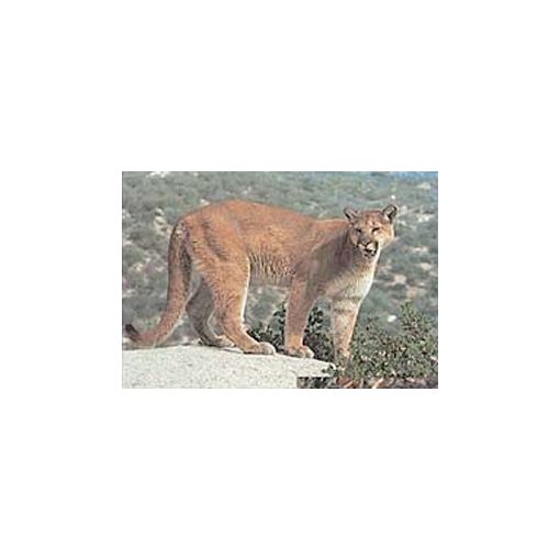 TrueLife - Puma lőlap