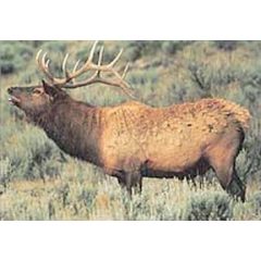 TrueLife - Szarvas lőlap