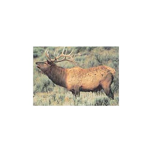 TrueLife - Szarvas lőlap