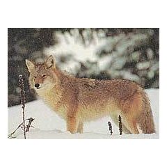 TrueLife - Prérifarkas lőlap